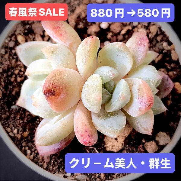 春風祭SALE★新入荷★韓国苗★クリ-ム美人・群生★可愛い紅葉超美苗★多肉植物★エケベリア