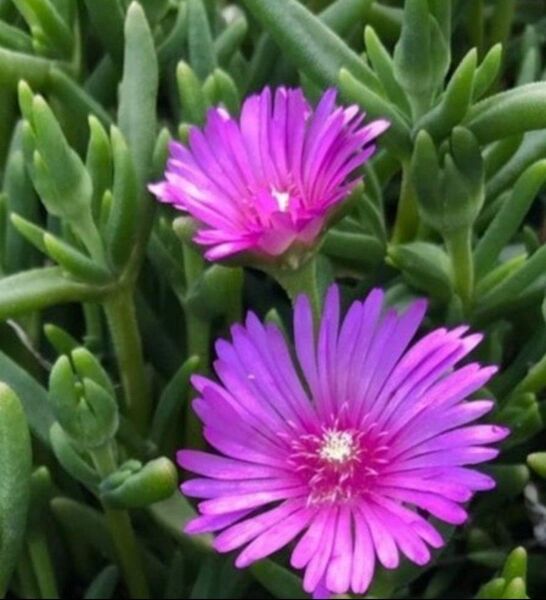 【松葉菊】 マツバギク 多肉植物 カット苗 ゆうパケットポストA4入るだけ