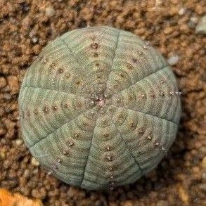 レア多肉植物シリーズ・ユーフォルビア・オベサ(実生苗)inわけけのお店