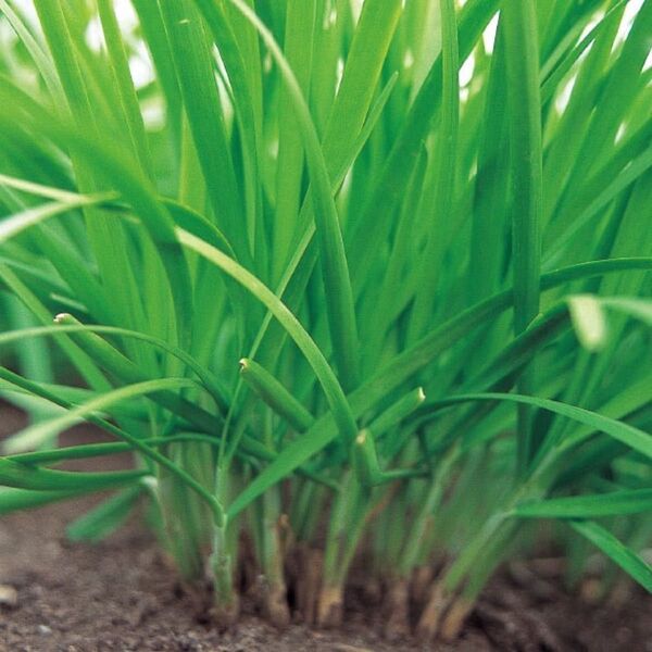 幅広ニラ 野菜の種 多年草
