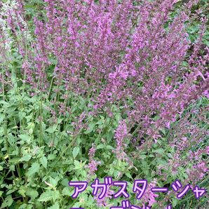 アガスターシャローズミント 花の種100粒