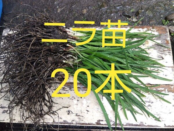 ニラの苗20本 まとめ売り おまけ付き