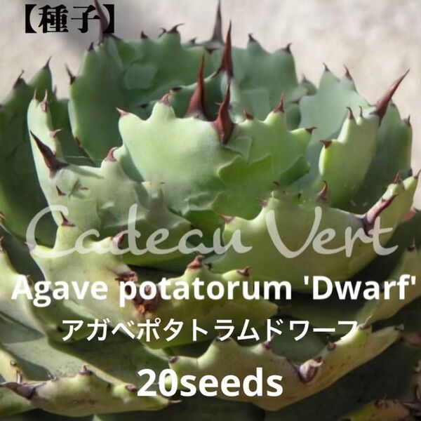 Agave Potatorum 'Dwarf'☆アガベ ポタトラム ドワーフ種子20粒