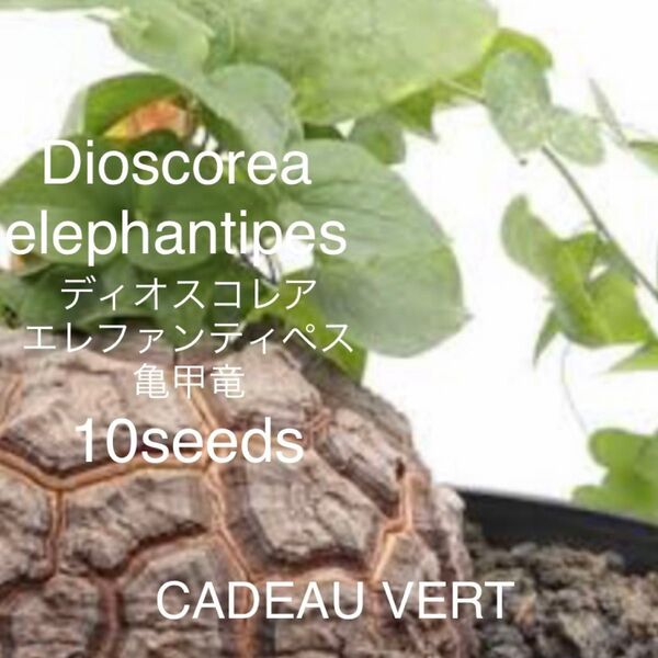 亀甲竜 ディオスコレア エレファンティペス種子10粒 アフリカ産