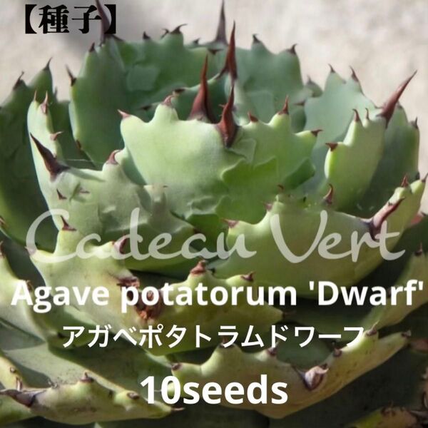 Potatorum 'Dwarf'☆アガベ ポタトラム ドワーフ種子10粒
