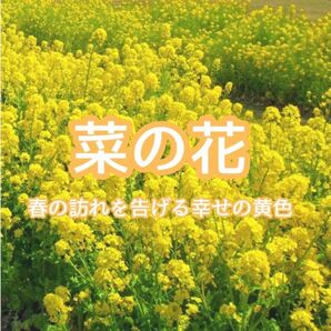 【お花の種】菜種☆菜の花 種子 20g!(6000粒超)
