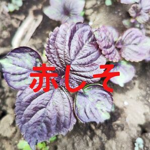 野菜の抜き苗 赤しそ 紫蘇 20株 本葉4枚以上
