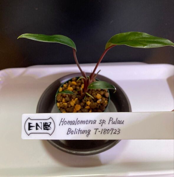 【成長点2つ有り】Homalomena sp. Pulau Belitung T-180723 水上葉 無農薬