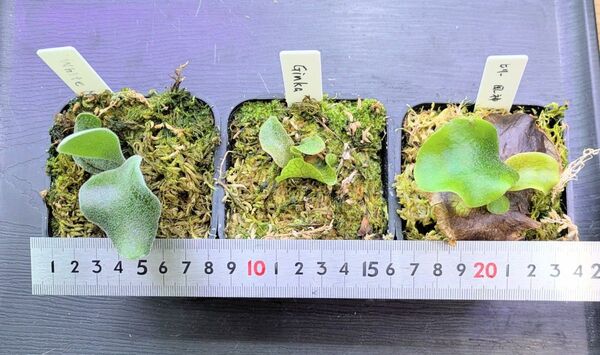 ビカクシダ、苗3種類セットA