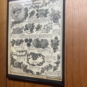 額装 Charles William Stores フラワーカタログ ヴィンテージ 20s