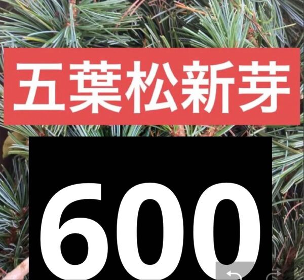 五葉松 600g 新芽のみ 無農薬 朝取れ 即日発送 即購入可能