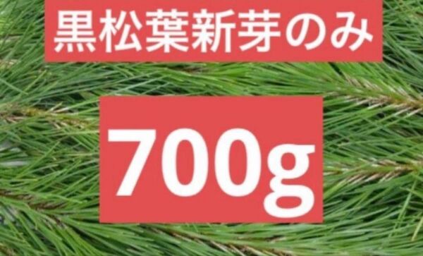 新芽のみ 黒松葉 無農薬 岡山県産 枝付きです