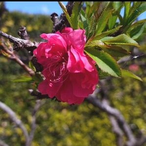 花桃 ハナモモ はなもも 苗植物一般