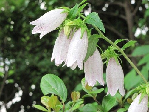 カンパニュラ 白 (2株)植物一般