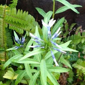 丁字草 チョウジソウ (2株) 茶花