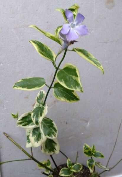 斑入り ツル にちにちそう植物一般
