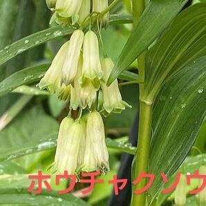 ホウチャクソウ 宝鐸草 茶花 (3株)植物
