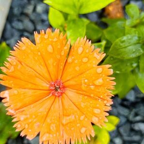 ガンピセンノウ 岩菲仙翁 茶花