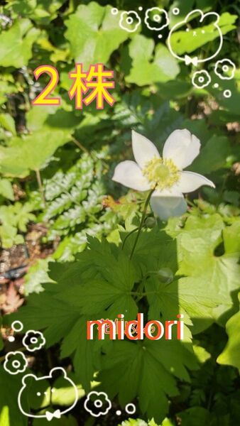 夏秋明菊 なつ シュウメイギゆク (2株)