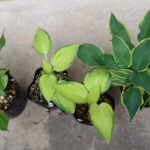 擬宝珠 ギボシ ぎぼし 3種植物一般