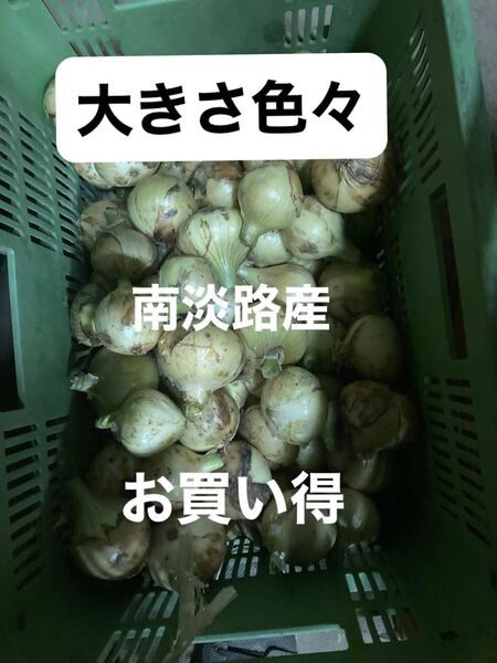 南淡路産極わせ玉ねぎ大きさ色々5K秀品