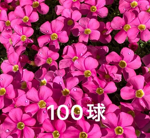 ◆オキザリス/桃の輝き/球根/100球