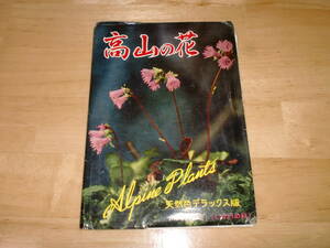 ■高山の花　古い絵はがき56■