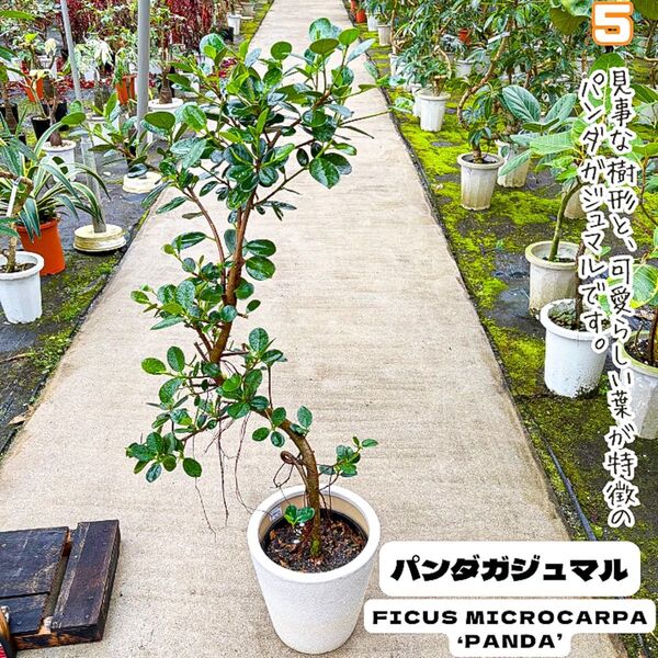 パンダガジュマル曲げ⑤曲げ仕立ての美しい樹形、観葉植物