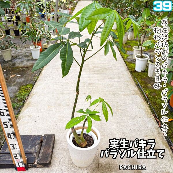 実生パキラ パラソル仕立て 39|すらっと伸びた枝ぶりが美しい一株!