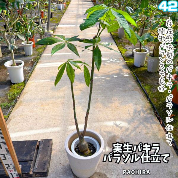 実生パキラ パラソル仕立て 42|すらっと伸びた枝ぶりが美しい一株!