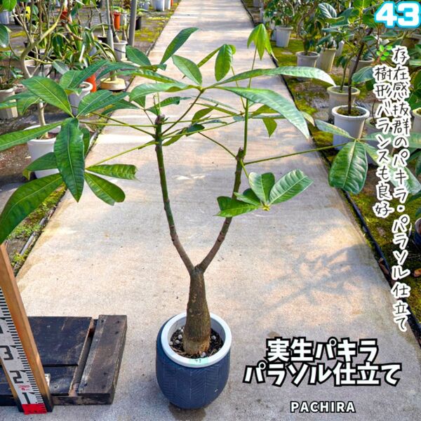 実生パキラ パラソル仕立て 43|すらっと伸びた枝ぶりが美しい一株!