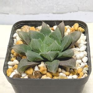 多肉植物 ハオルチア プリングレイ ②