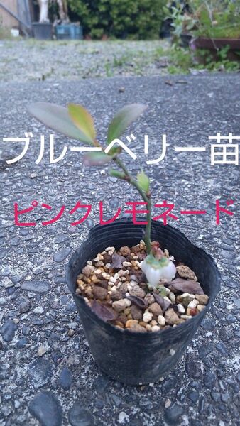 ブルーベリー苗木 ピンクレモネード種 1株 薄ピンクの甘く大きな実が成る高価希少なブルーベリー 高価ですが育てたい方限定販売