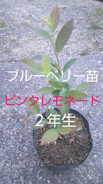 ブルーベリー苗木 大きめ ピンクレモネード種 1株 薄ピンクの甘く大きな実が成る高価希少なブルーベリー高価ですが育てたい方限定販売