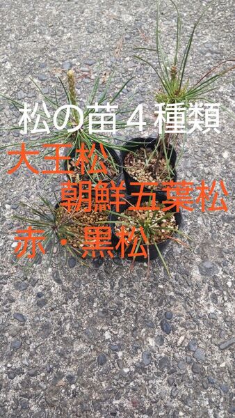 大王松・朝鮮五葉松・赤松・黒松の苗詰合せ 各1株 盆栽素材にオススメ 大王松や朝鮮五葉松の苗は価値あり高価ですが育てたい方限定販売