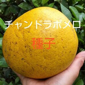 チャンドラポメロの種 10粒増量中30粒 直径15cm以上の柑橘類