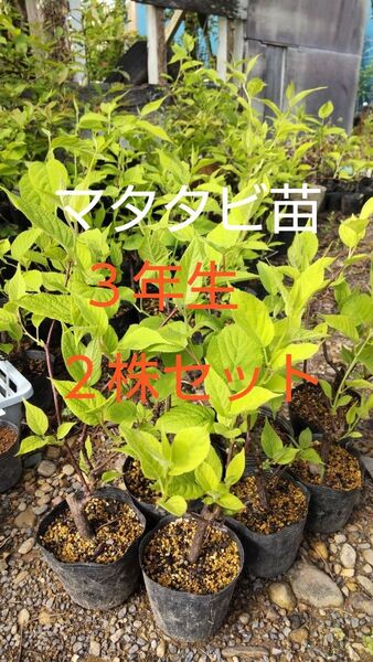 マタタビの苗木 2株セット 3年生苗 早く植えれば今年猫ちゃんに与えられますよ! 宅急便発送