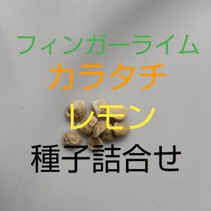 柑橘類の種 3種類詰合せ フィンガーライム・カラタチ・レモン 5月が蒔時ですよ! 早くしないと・・・