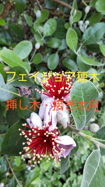 フェイジョアの穂木 10本に増量しました!