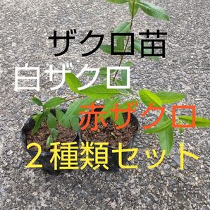白ザクロと赤ザクロの苗のセット 各1株 数量限定販売 白ザクロは高価希少価値あり!! 値下げ無し 芽吹き始めました今がオススメ