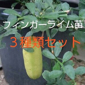 フィンガーライム苗3種類セット ピンク・グリーン・イエロー系各1株 色の違うフィンガーライムを育てて下さい イエローは高価希少価値