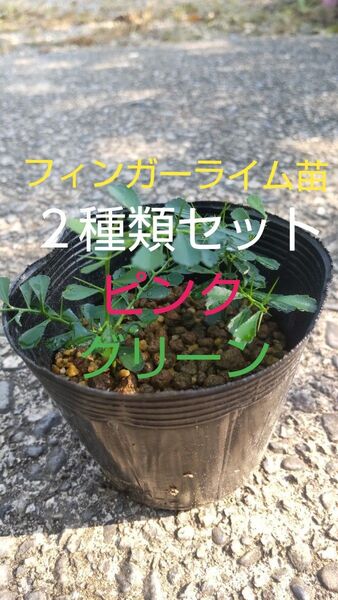 フィンガーライム苗2種類セット ピンク系・グリーン系 各1株 色の違うフィンガーライムを育てて見て下さいね!! 値下げ無し