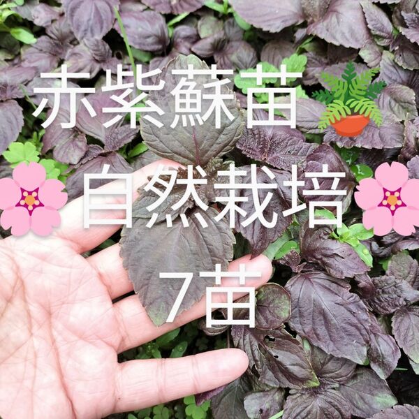 赤紫蘇 赤じそ 苗☆*