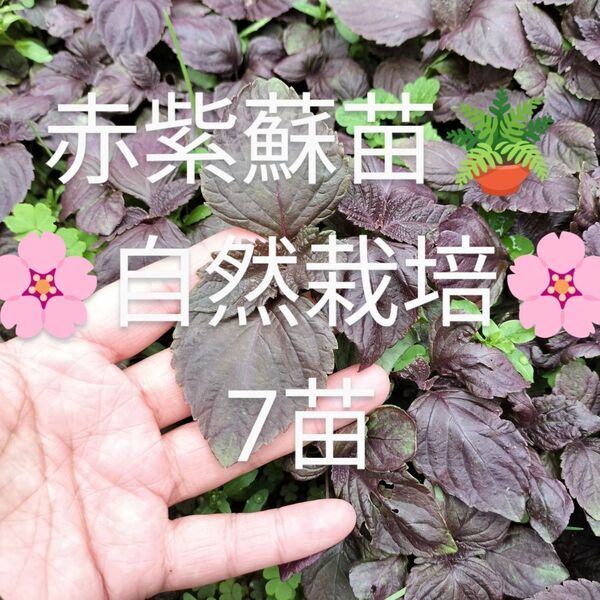 赤紫蘇 赤じそ 苗☆*