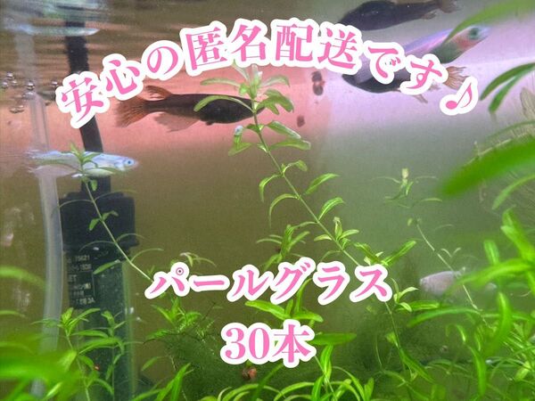 送料無料 パールグラス 30本 無農薬