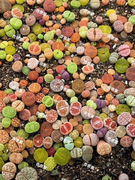 リトープス 多肉植物 色の組み合わせ お任せセット30玉