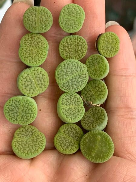 リトープス 多肉植物 緑富貴玉セット