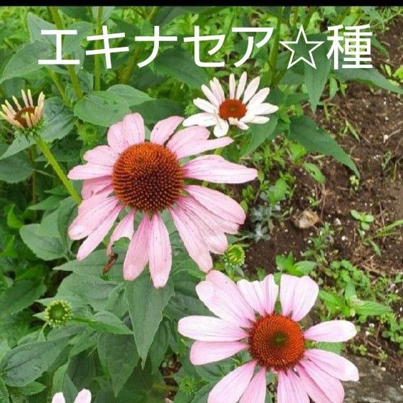 エキナセア☆種