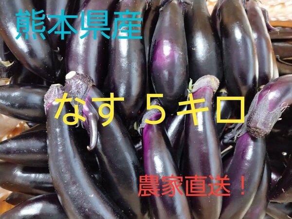 農家直送! 新鮮なす5キロ