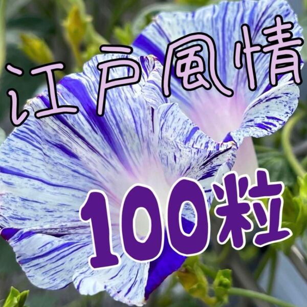 朝顔江戸風情の種 100粒グリーンカーテンを作ろう\(^^)/
